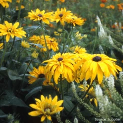Rudbeckia Golden Daisies