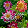 Dahlia Dandy 1 Dahlia Dandy -Kingsseeds Store F1403 1 153fde83 a041 4348 8532 ad1721a826bb