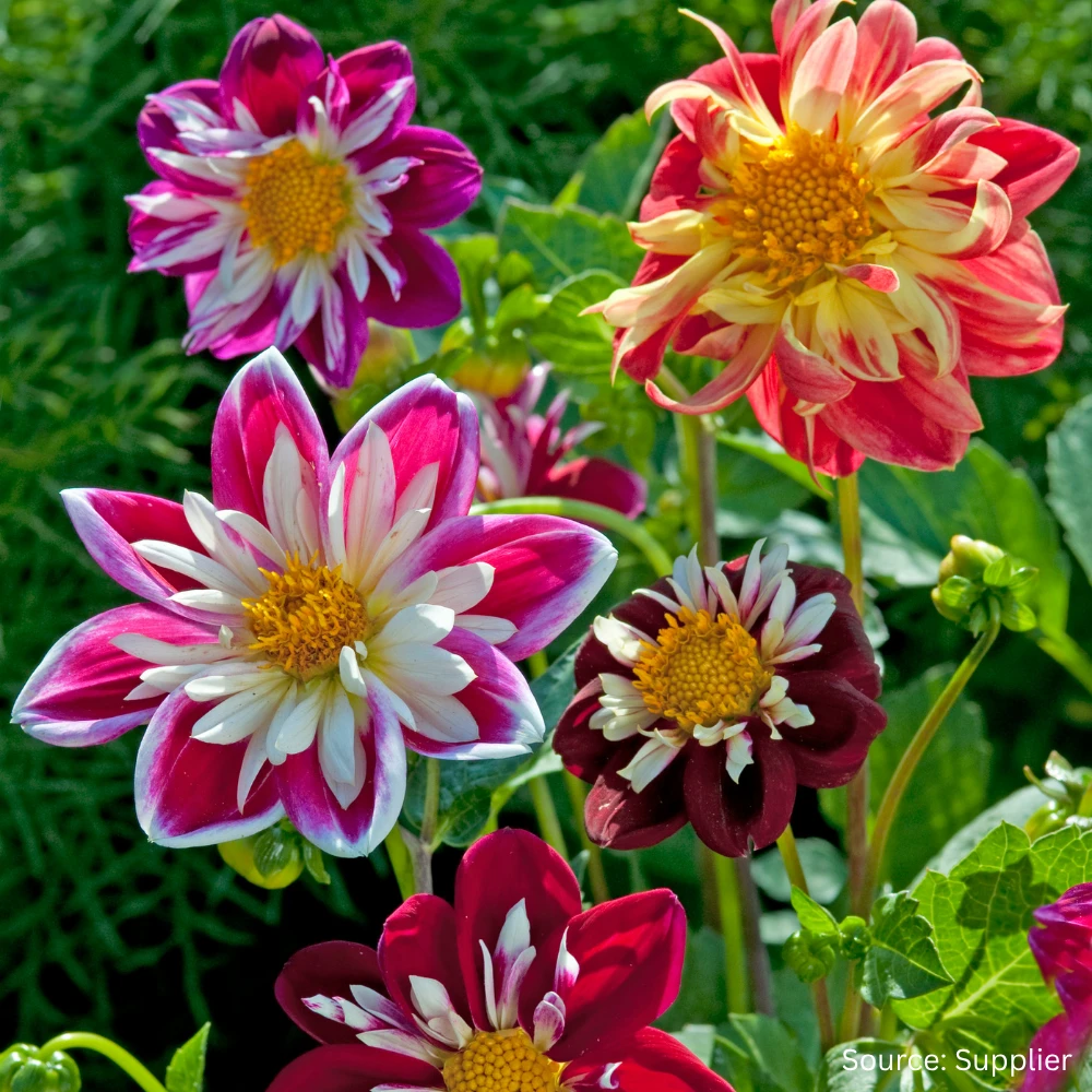 Dahlia Dandy 3 Dahlia Dandy