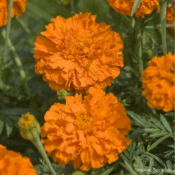 Marigold Kee's Orange