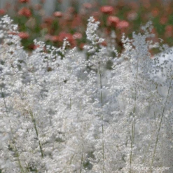 Melinis Silver Queen