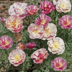 Poppy California Thai Silk Appleblossom Chiffon