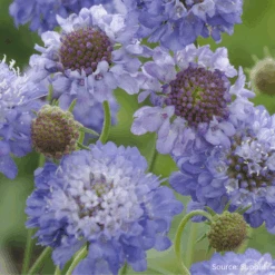 Scabiosa Oxford Blue