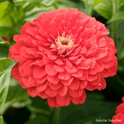 Zinnia Coral Beauty
