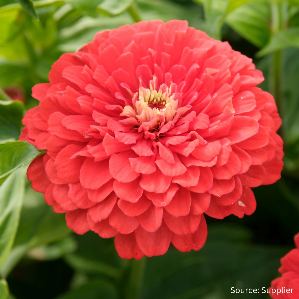 Zinnia Coral Beauty 3 Zinnia Coral Beauty
