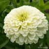 Zinnia Isabellina
