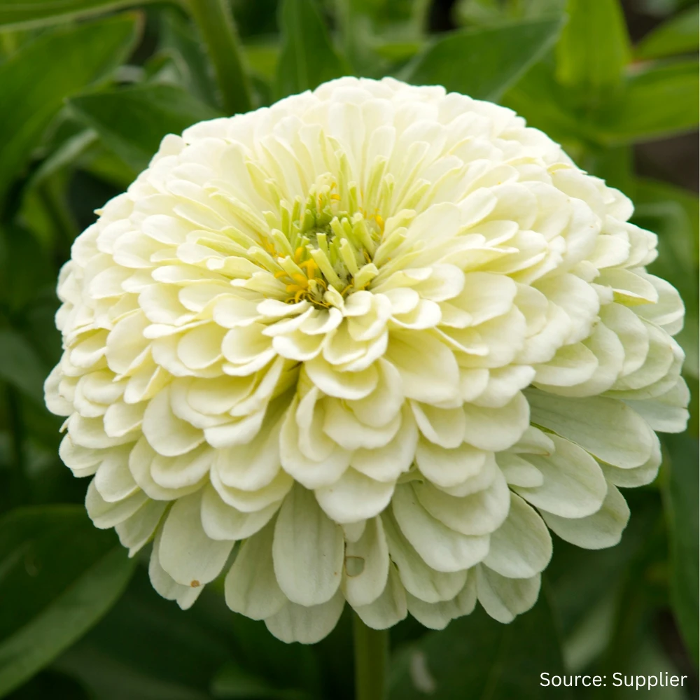 Zinnia Isabellina 3 Zinnia Isabellina