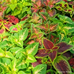 Coleus Mix