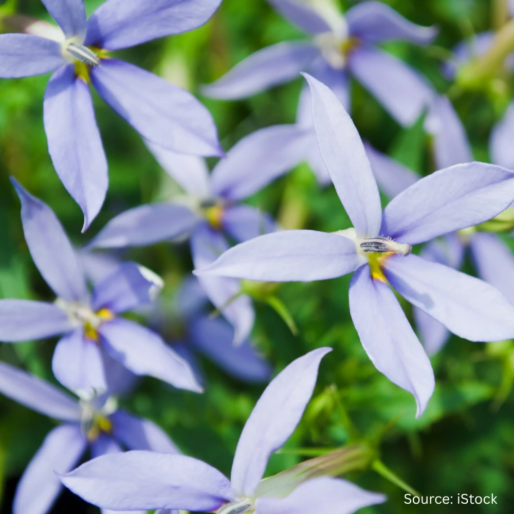 Laurentia Blue Star 3 Laurentia Blue Star