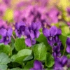 Viola Queen Charlotte -Kingsseeds Store F1412 1 13365ac2 c069 4099 8161 872b691f8cdd