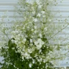 Thalictrum White -Kingsseeds Store F1413 1 f65d1e74 ef33 42fc b70f 0585b49ca675