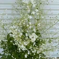 Thalictrum White
