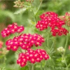 Achillea Cassis