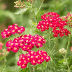 Achillea Cassis