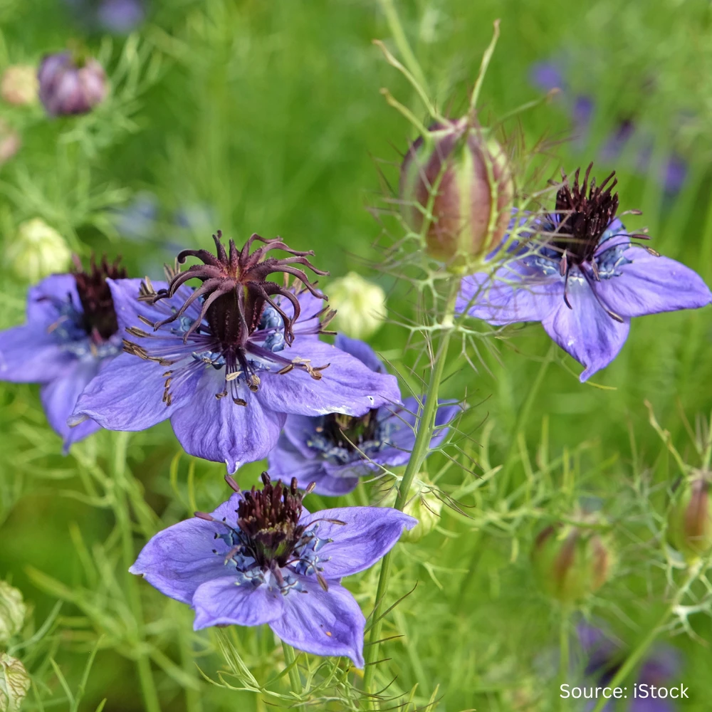 Nigella Midnight 3 Nigella Midnight
