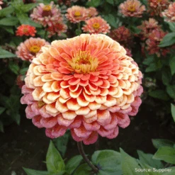Zinnia Eldorado