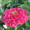 Zinnia Exquisite 1 Zinnia Exquisite -Kingsseeds Store F1419 1 00938c93 82eb 4c9a af73 3eecd5435b49