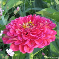 Zinnia Exquisite