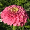 Zinnia Luminosa -Kingsseeds Store F1420 1 3da6eaff dae7 45dd 9bb8 21a938db4949