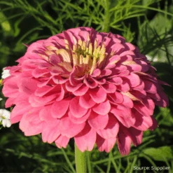 Zinnia Luminosa