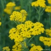 Achillea Cloth Of Gold