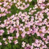 Arabis Rosea 2 Arabis Rosea -Kingsseeds Store F1422 1 75b08610 3394 4cc5 8287 8c87741c4d32