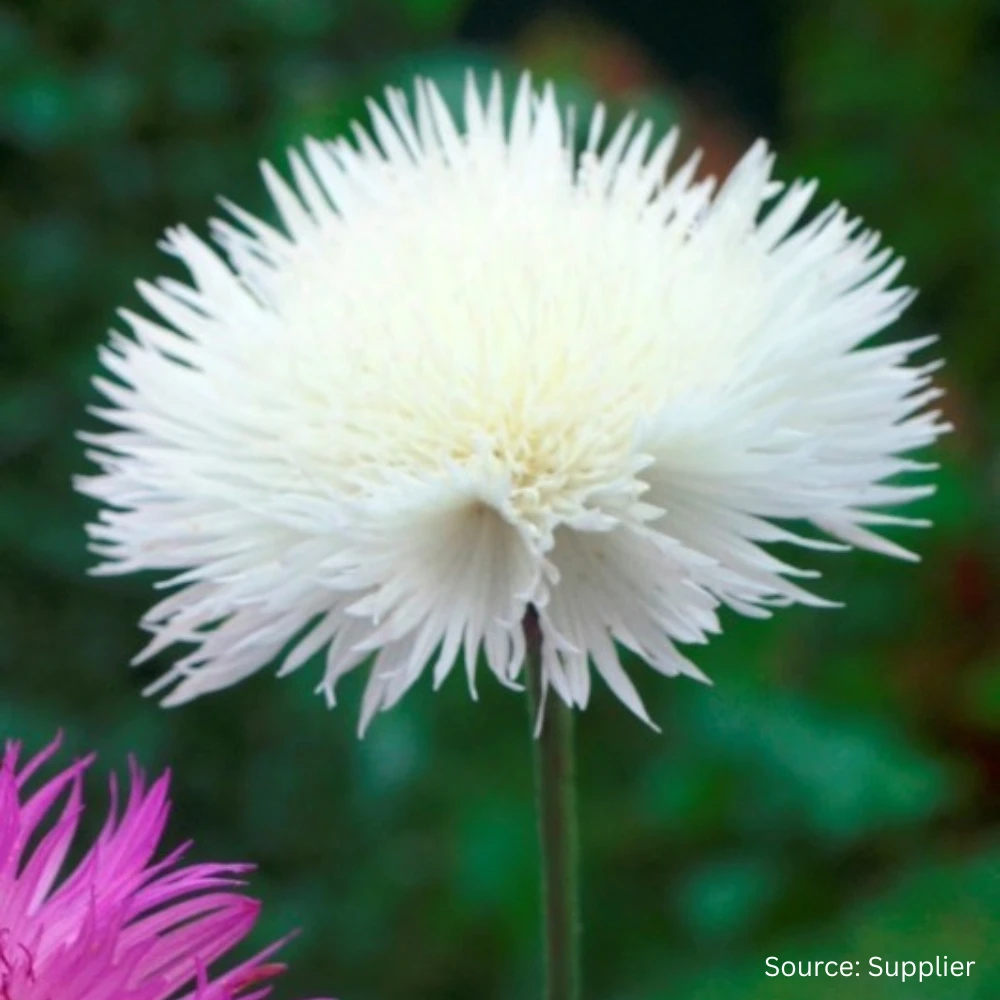 Centaurea The Bride 3 Centaurea The Bride