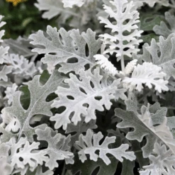 Cineraria Silverdust