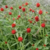 Gomphrena Strawberry Fields -Kingsseeds Store F1425 1 1cdaea42 9c6a 4eea 84e0 ee3f9fcf4745