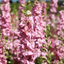 Larkspur Pink Queen