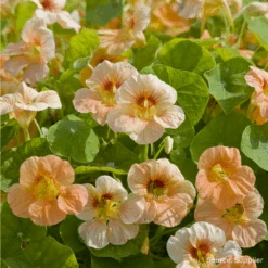 Nasturtium Pastel Parfait Mix