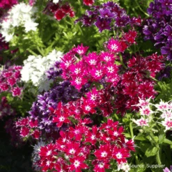 Phlox Twinkles Mix