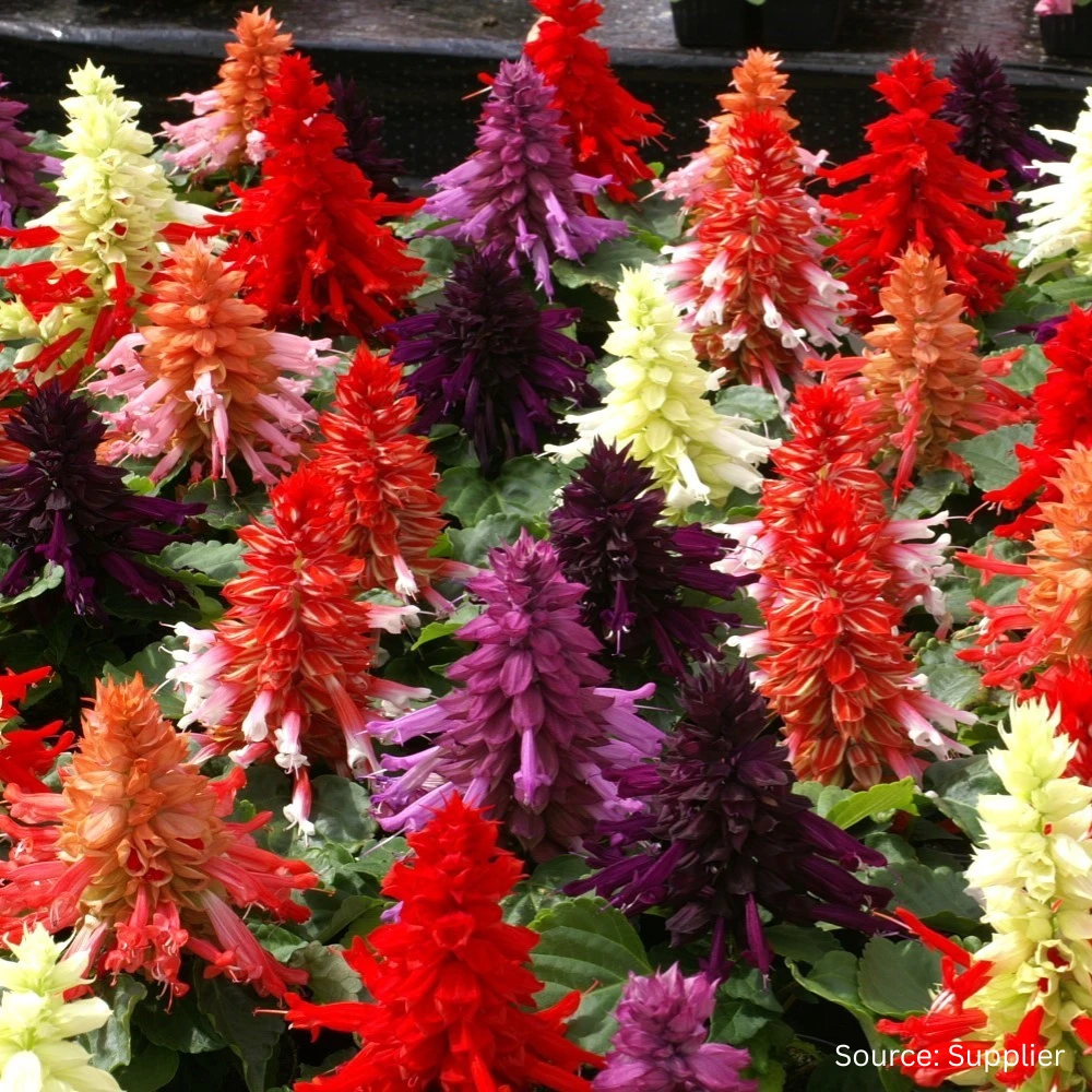 Salvia Sphinx Mix 3 Salvia Sphinx Mix