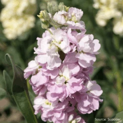 Stock Sweetheart Pink