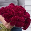 Celosia Cramer's Burgundy -Kingsseeds Store F1433 1 cd54ae77 4798 4d3f 9140 00ac9b67de17