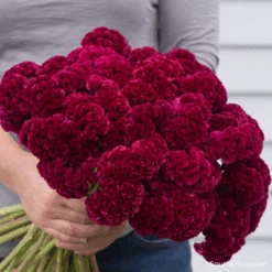 Celosia Cramer's Burgundy