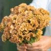 Celosia Crystal Beauty -Kingsseeds Store F1434 1 c73463cf c10c 4131 a16a 905f7afd02c1