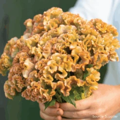 Celosia Crystal Beauty