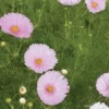 Cosmos Cupcakes Blush 2 Cosmos Cupcakes Blush -Kingsseeds Store F1435 1 390809e2 a26d 4c14 b52f a57cb064aada