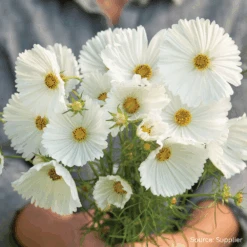 Cosmos Cupcakes White