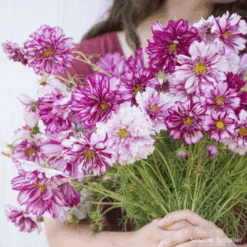 Cosmos Double Click Bicolour Violet