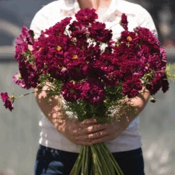 Cosmos Double Click Cranberries