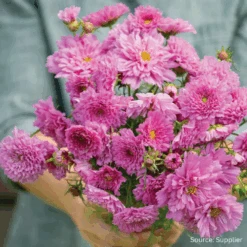 Cosmos Double Click Rose Bon Bon