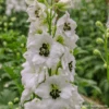 Delphinium Black Eyed Angels F1 -Kingsseeds Store F1441 1 8c57a994 763a 4ff8 a86e cfd24c2ba722