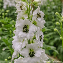 Delphinium Black Eyed Angels F1