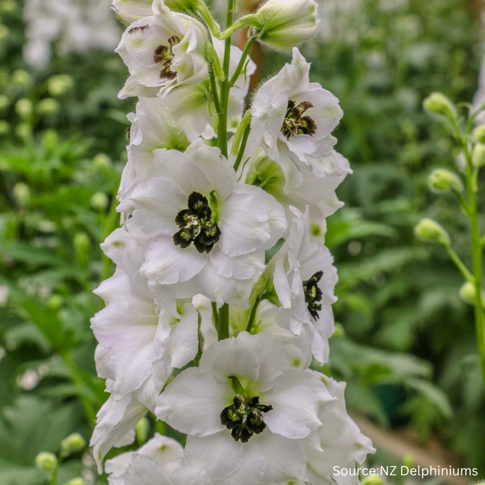 Delphinium Black Eyed Angels F1 3 Delphinium Black Eyed Angels F1