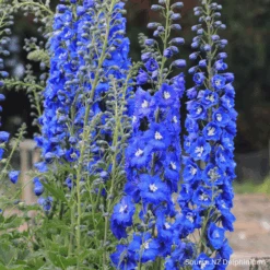 Delphinium Cobalt Dreams F1