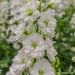 Delphinium Double Innocence F1