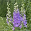 Delphinium Lilac Ladies F1 -Kingsseeds Store F1444 1 253de2d9 664b 4fef ad88 9153425868e0