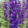 Delphinium Pagan Purples F1 -Kingsseeds Store F1445 1 de6384a4 57d7 4fd3 9aeb 6b0cb184d1ff